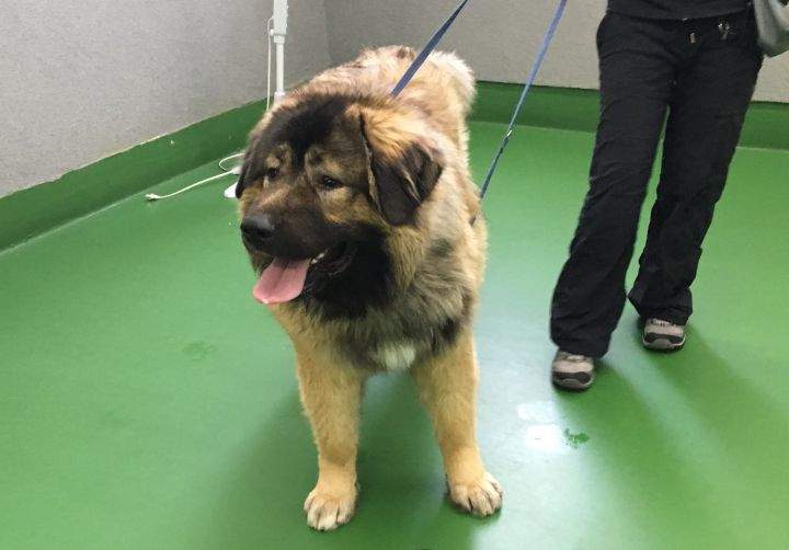This dog’s owner has been charged after a photo showing the pet on an open truck was circulated on social media in Alberta.