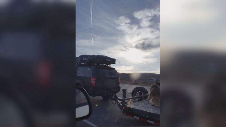 The Calgary Humane Society and city bylaw officers want to hear from Ryan Harris, who posted this photo on Facebook.