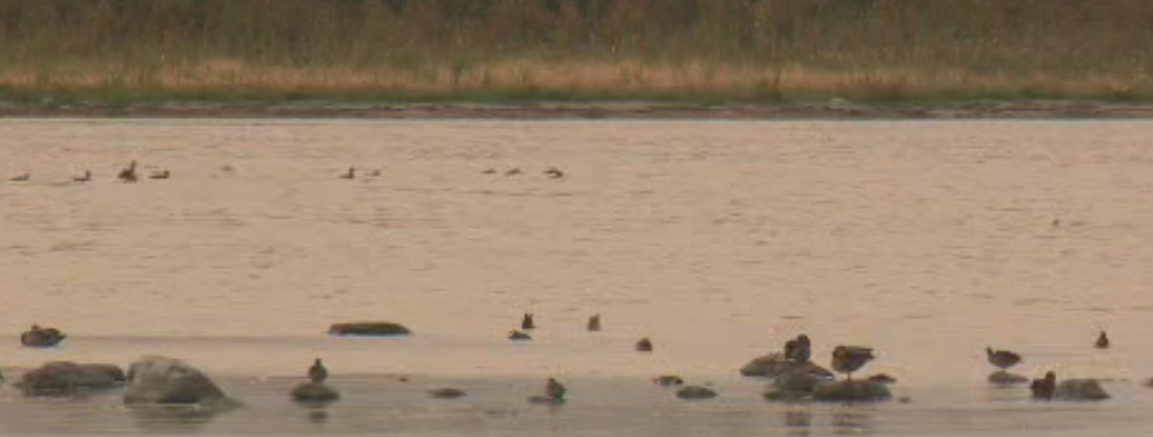 Alberta waterfowl