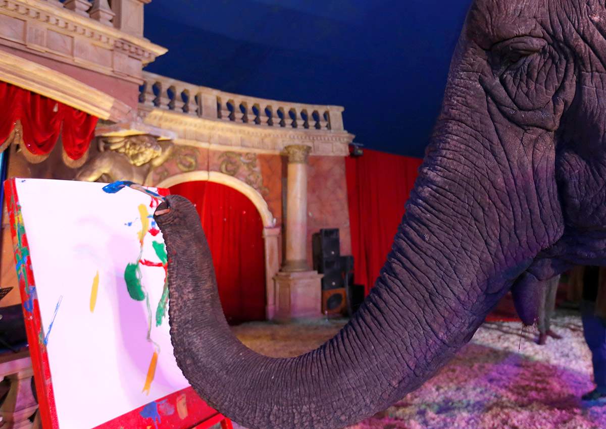 Sandra, a 42-year-old elephant, paints with her trunk in a Hungarian travelling circus of Florian Richter Circus in Budapest, Hungary November 2, 2017. Picture taken November 2, 2017.