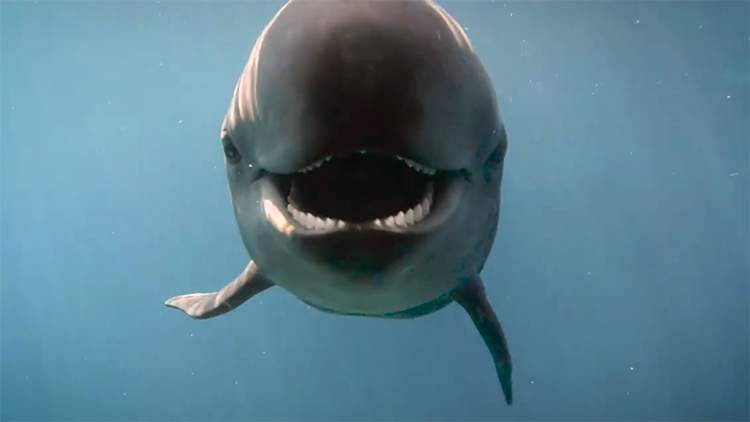 Chester the false killer whale seen in an undated handout from the Vancouver Aquarium.