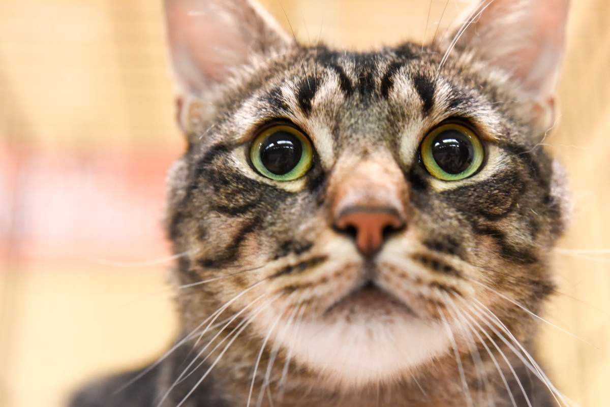 Another American city has banned the practice of declawing cats. But pet owners are still allowed to do this in Canada.
