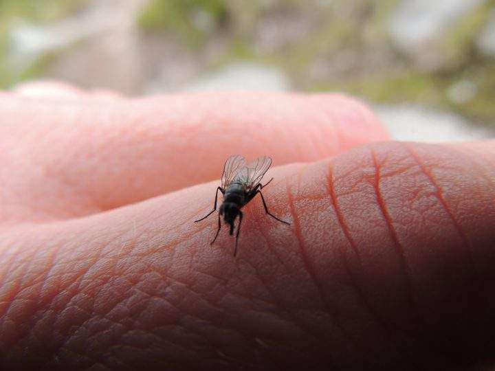 Houseflies are laden with germs, but do they pose a risk to your health?.