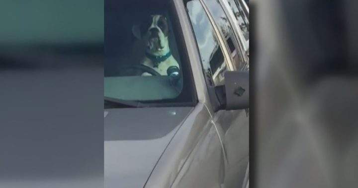 This dog is not impressed.