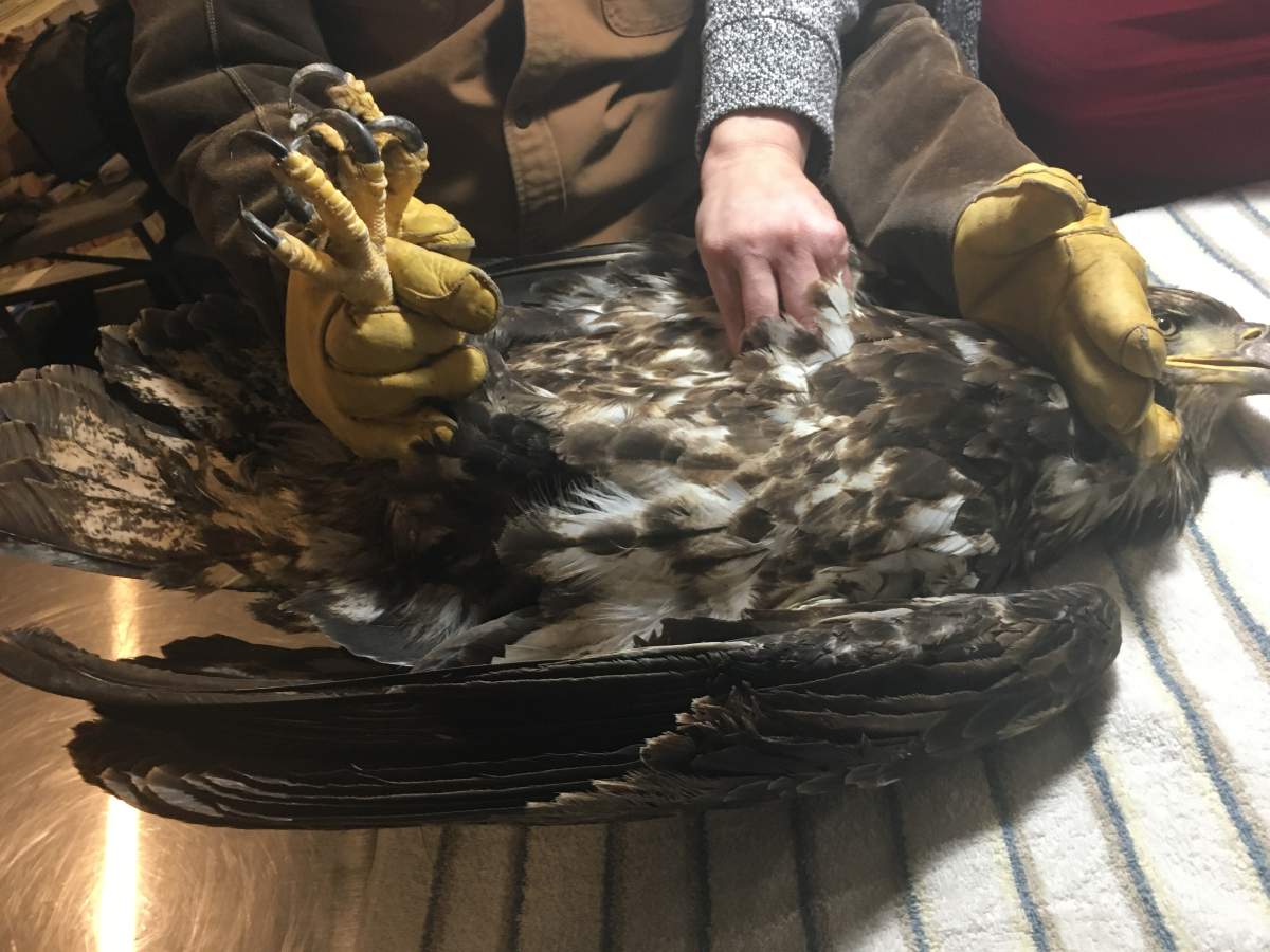 The N.S. SPCA is calling for lead ammunition to be prohibited in the province after this juvenile eagle had to be euthanized. 