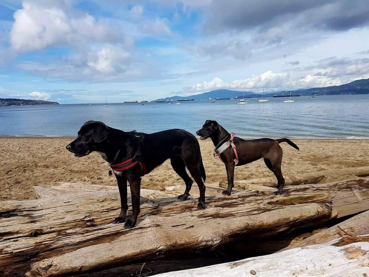 Loretta and Charlie at Kits Beach. Their owner says he won’t be walking them off leash any more.