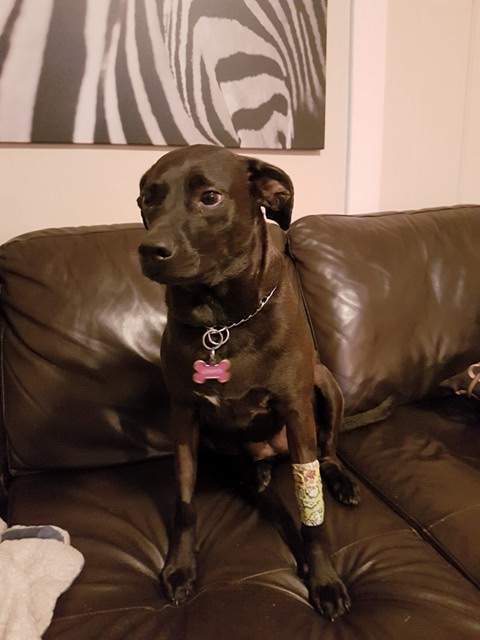 Lorretta during her second trip to the vet, where she was on an IV for more than 12 hours.