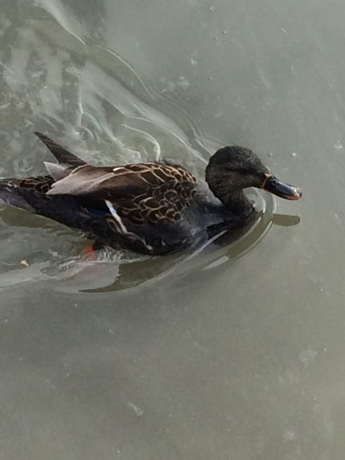 A duck travels through the oil-covered pond following a diesel spill on Dalmagarry Road.