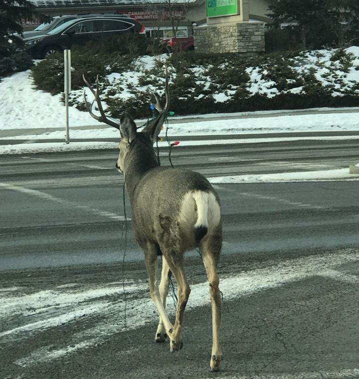 A deer spotted in Okotoks appears to have gotten its antlers tangled in some holiday lights.