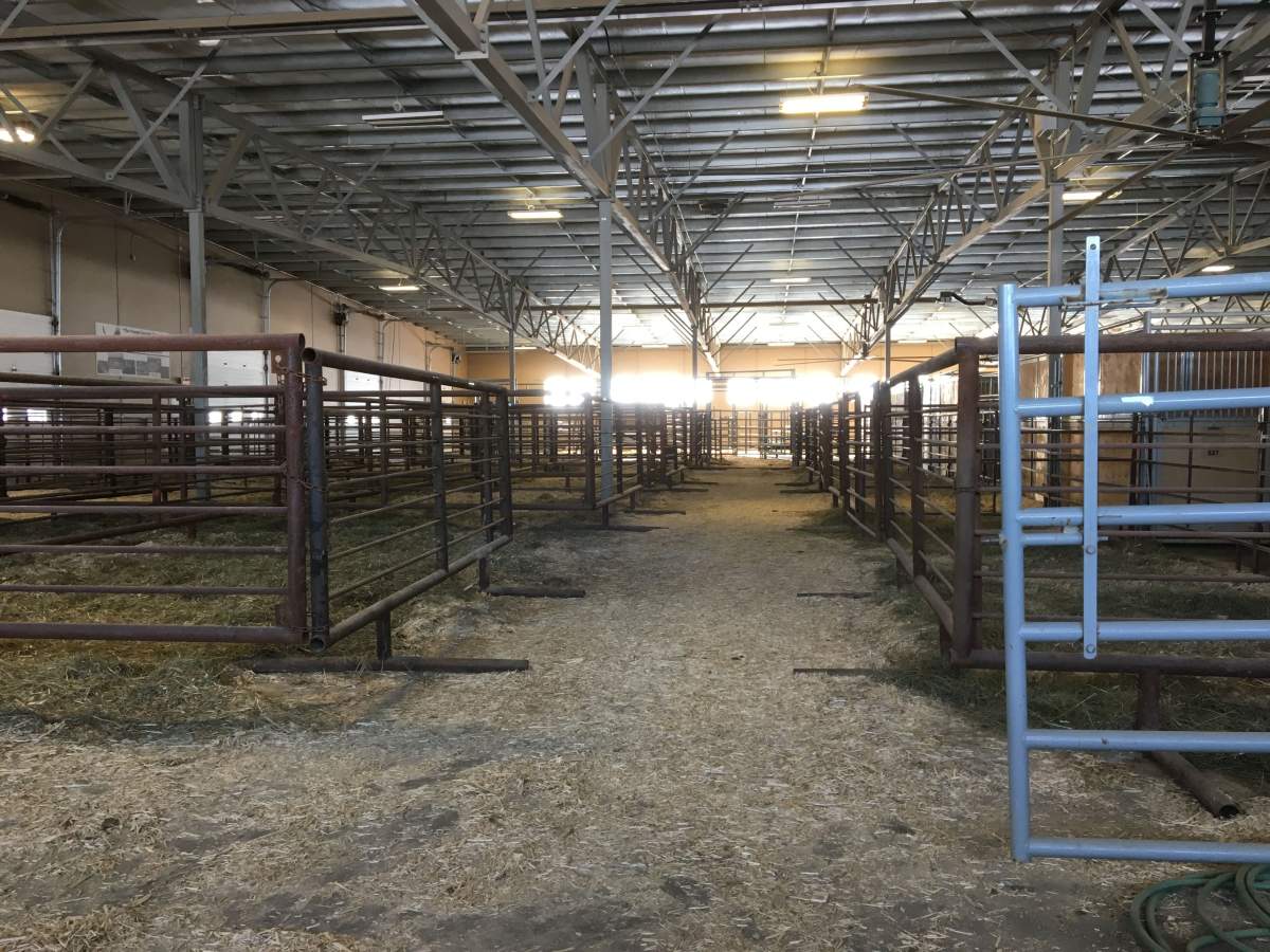 American bulls will stay in the heated pens at the Ponoka Ag Centre.November 8, 2017