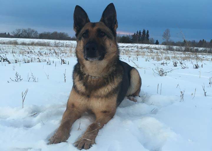 A police dog helped arrest a driver after an SUV crashed into a Prince Albert house on Halloween.