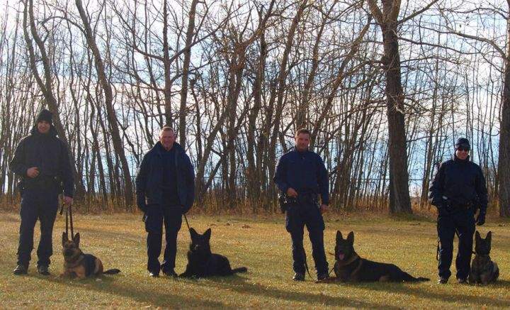The first four RCMP dog teams to be trained to detect human remains. From left to right: Corporal Andrew Tarala with Genie from Brandon, Man.; Constable Brian Veniot with Doc from Halifax, N.S.; Corporal Jesse Gawne with Ejay from Lethbridge, Alta.; Staff Sergeant Joel Leblanc with Henny from Surrey, B.C.