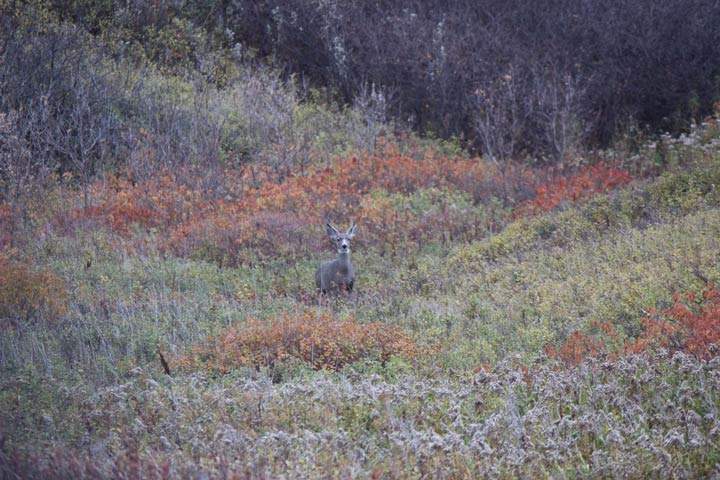 Stephanie Schneck took this Nov. 18 Your Saskatchewan photo in Viceroy.