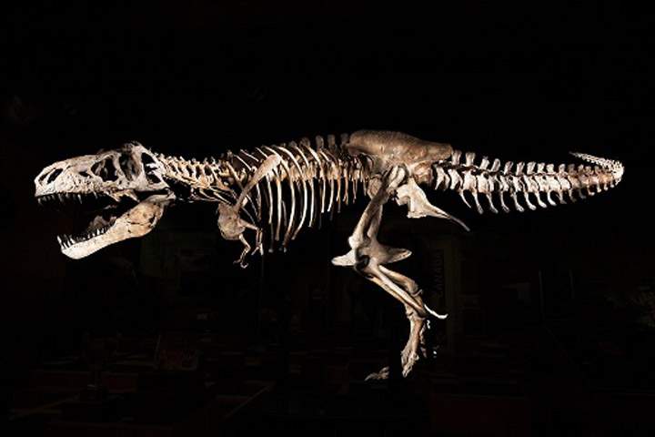 The Tyrannosaurus rex is expected to become Saskatchewan's provincial fossil.