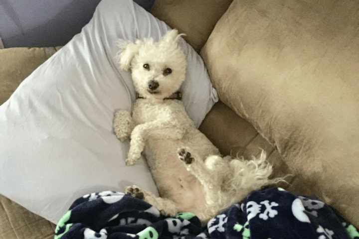Brewster died after being mauled at a Petsmart grooming centre.