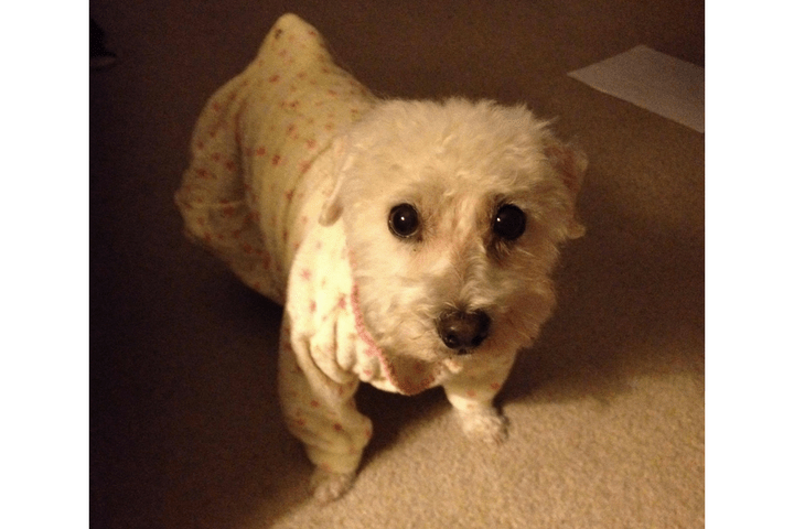 Brewster died after being mauled at a Petsmart grooming centre.