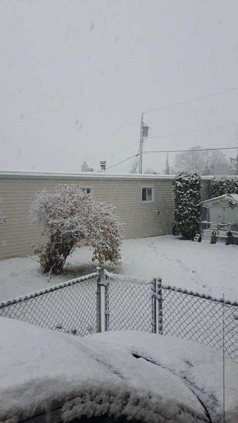 A yard in the Vedder Crossing area of Chilliwack on Nov. 2, 2017.