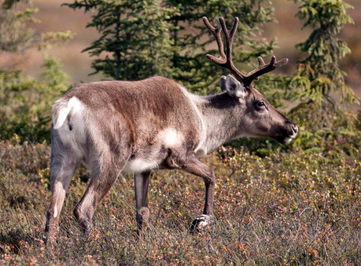 The provincial government is concerned the Michipicoten Island caribou will be wiped out if no action is taken.
