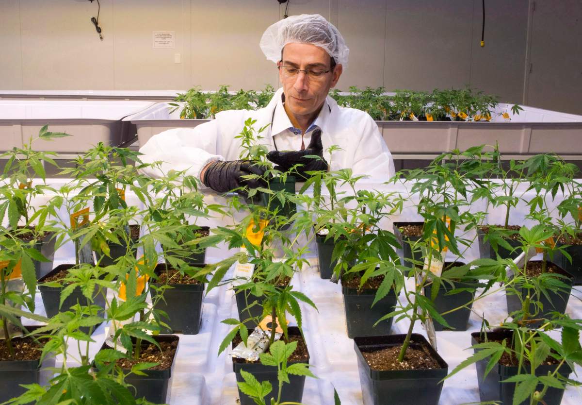 Dale Wilesack, senior person in charge, looks at cannabis seedlings at the new Aurora Cannabis facility Friday, November 24, 2017 in Montreal.THE CANADIAN PRESS/Ryan Remiorz