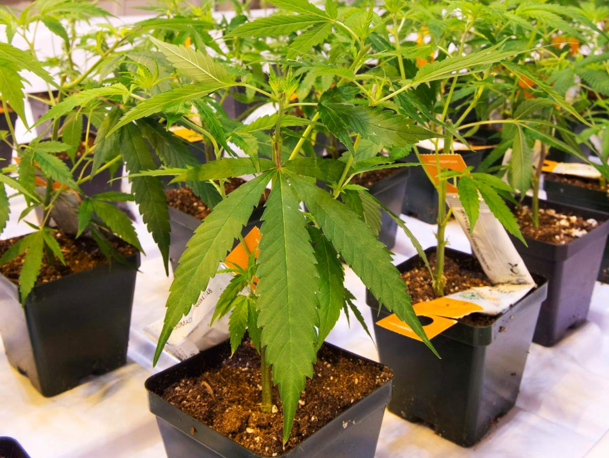 Cannabis seedlings at the new Aurora Cannabis facilty Friday, November 24, 2017 in Montreal.THE CANADIAN PRESS/Ryan Remiorz.
