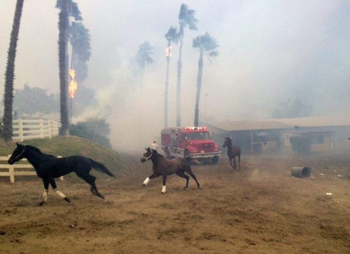Terrified horses gallop from San Luis Rey Downs as the Lilac Fire sweeps through the horse-training facility on Dec. 7.
