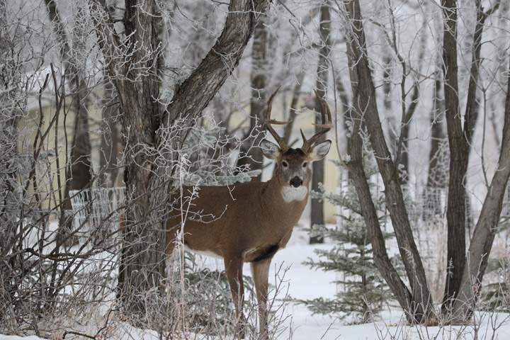 The Dec. 27 Your Saskatchewan photo was taken near Saskatoon by Brenda Gawluk.