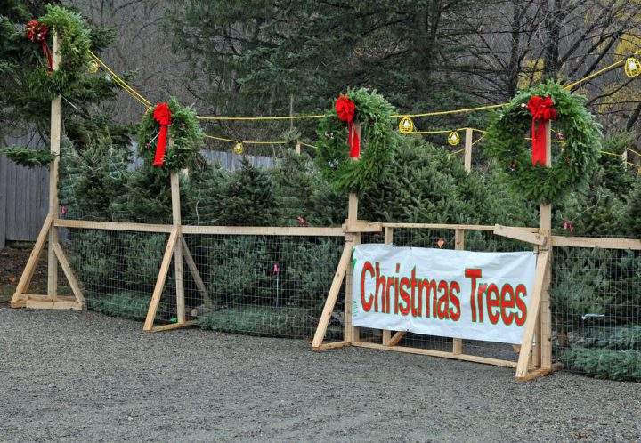In 2016, roughly 5,000 Christmas trees were taken to the City of Saskatoon’s drop-off locations to be processed into mulch and compost.