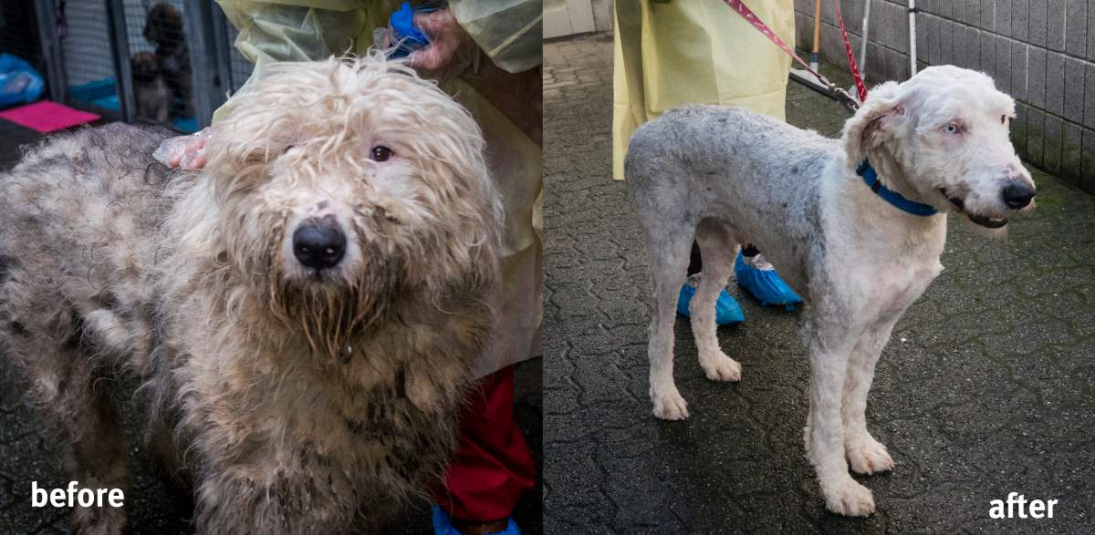 Before and after pictures of one of the dogs seized by the BC SPCA.