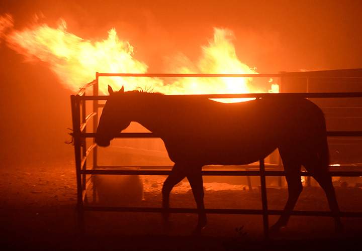A horse which was left behind after an early-morning Creek Fire is seen in Sylmar, December 5, 2017.