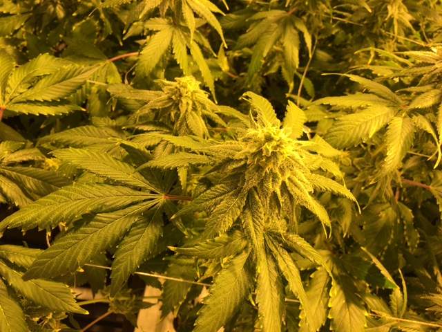 Manitobans still won't be allowed to grow marijuana at home once its legal despite a federal law that gives Canadians the right to grow pot at home.