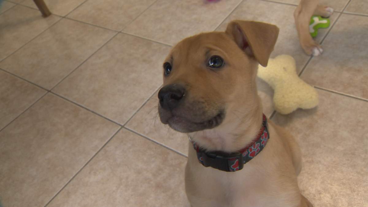 File photo. B.C. vets are warning pet owners to keep an eye on their dogs, in case they get the flu.