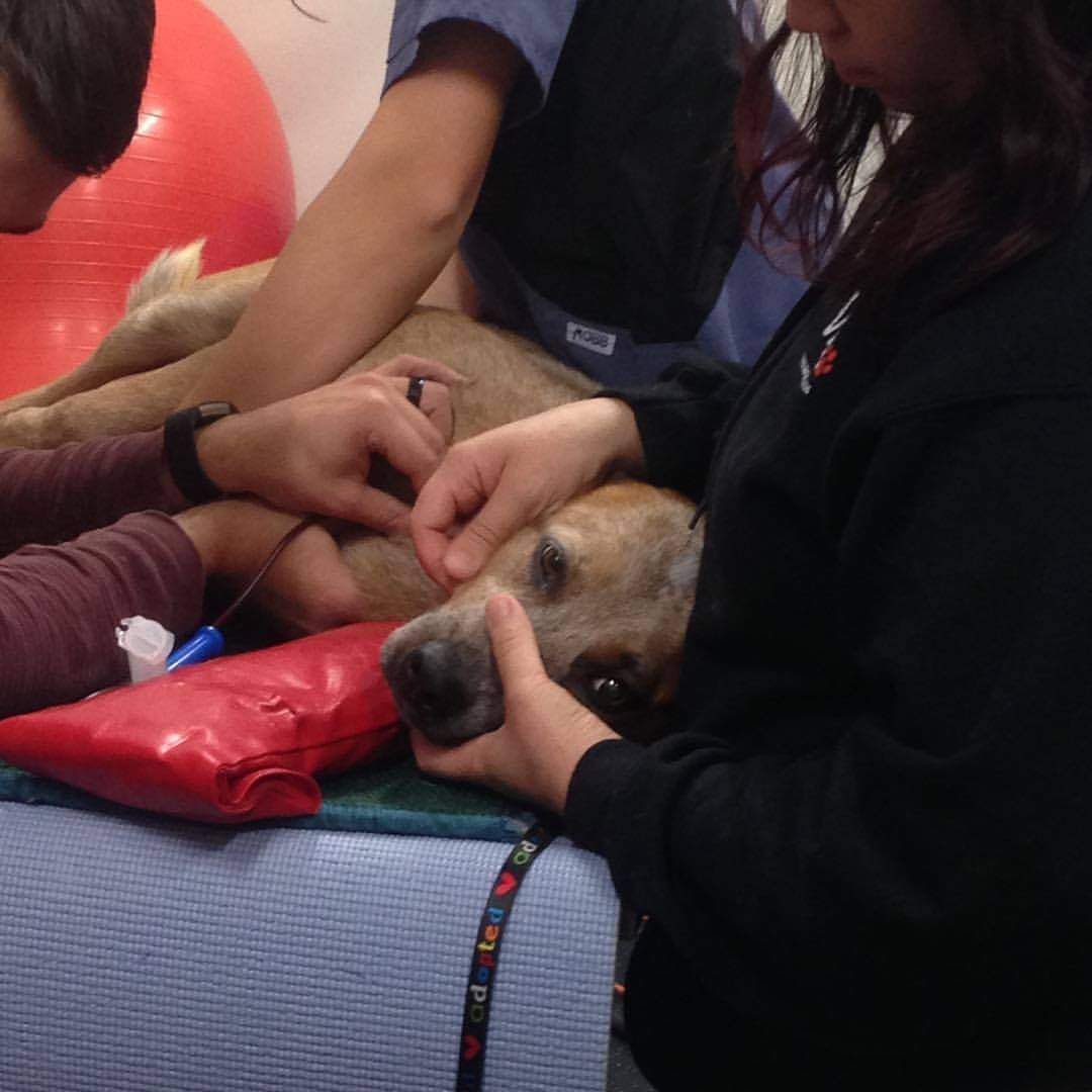 A dog donating to the Canadian Animal Blood Bank.