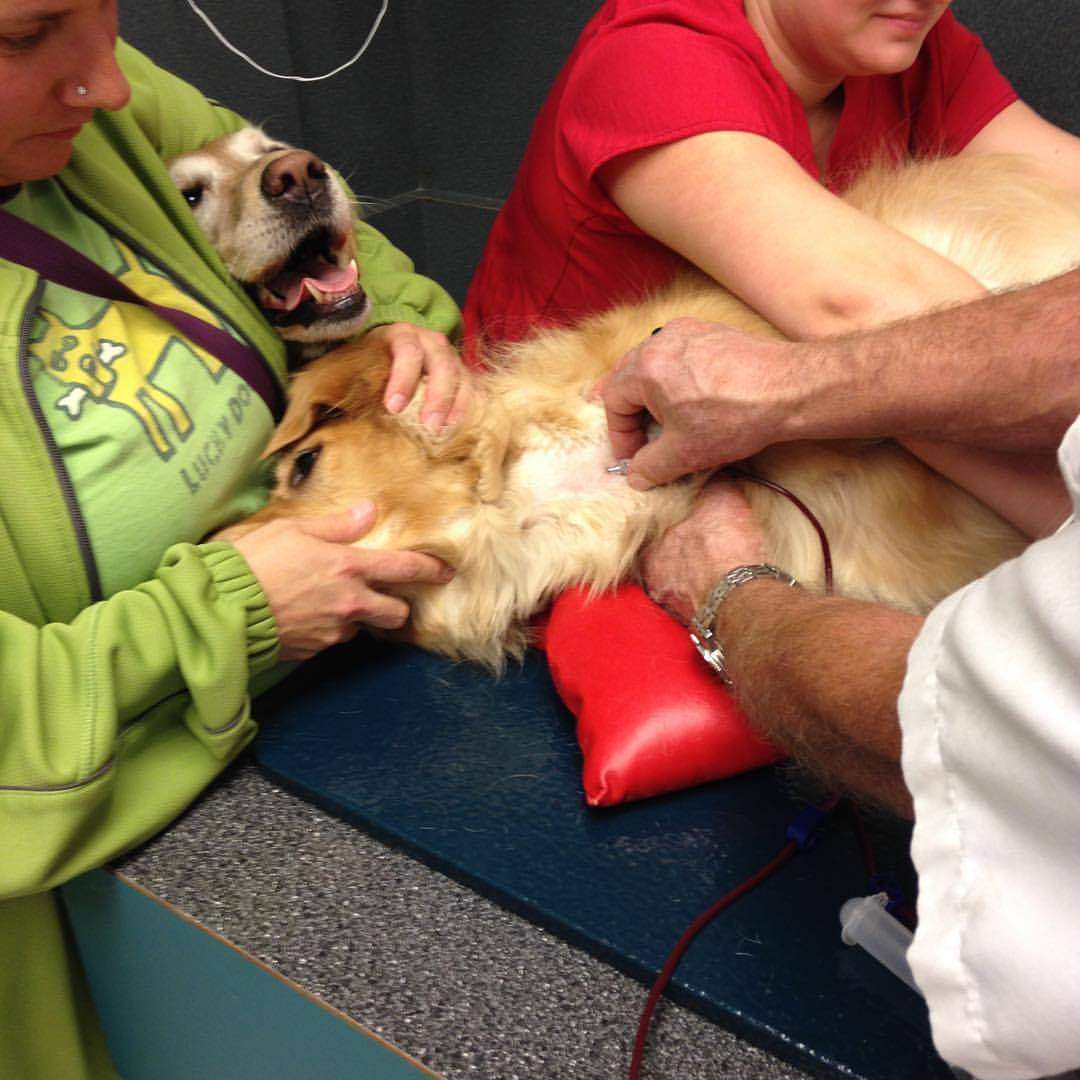 A dog donating to the Canadian Animal Blood Bank.