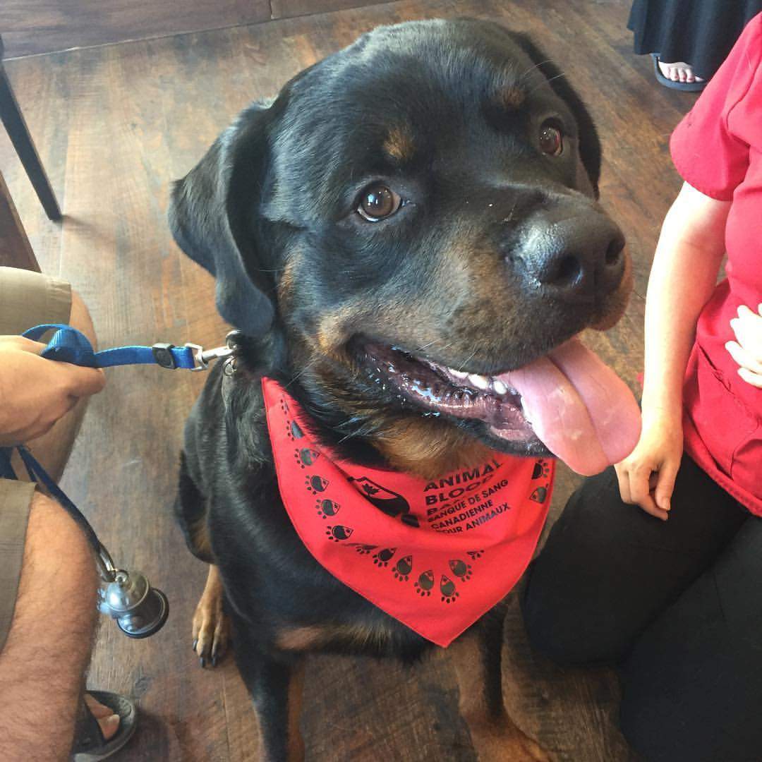 A dog who has donated to the Canadian Animal Blood Bank.