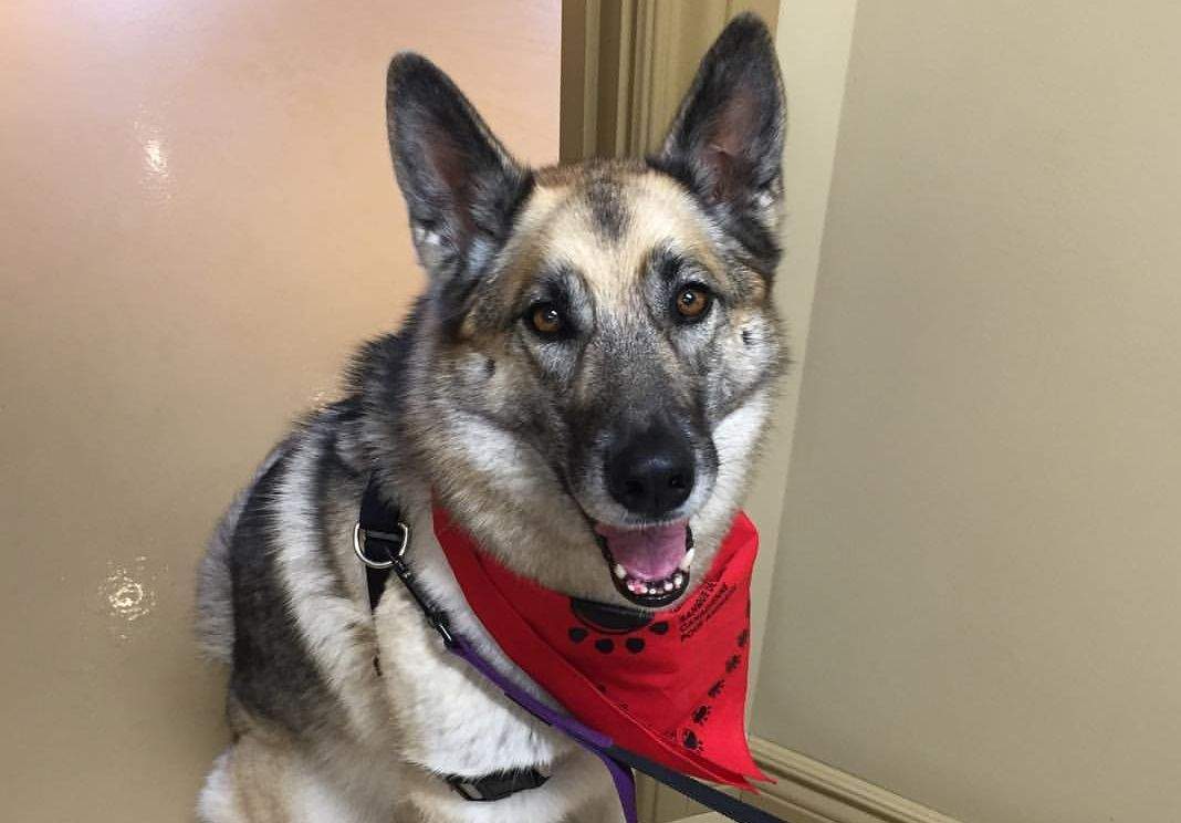 A dog who has donated to the Canadian Animal Blood Bank.