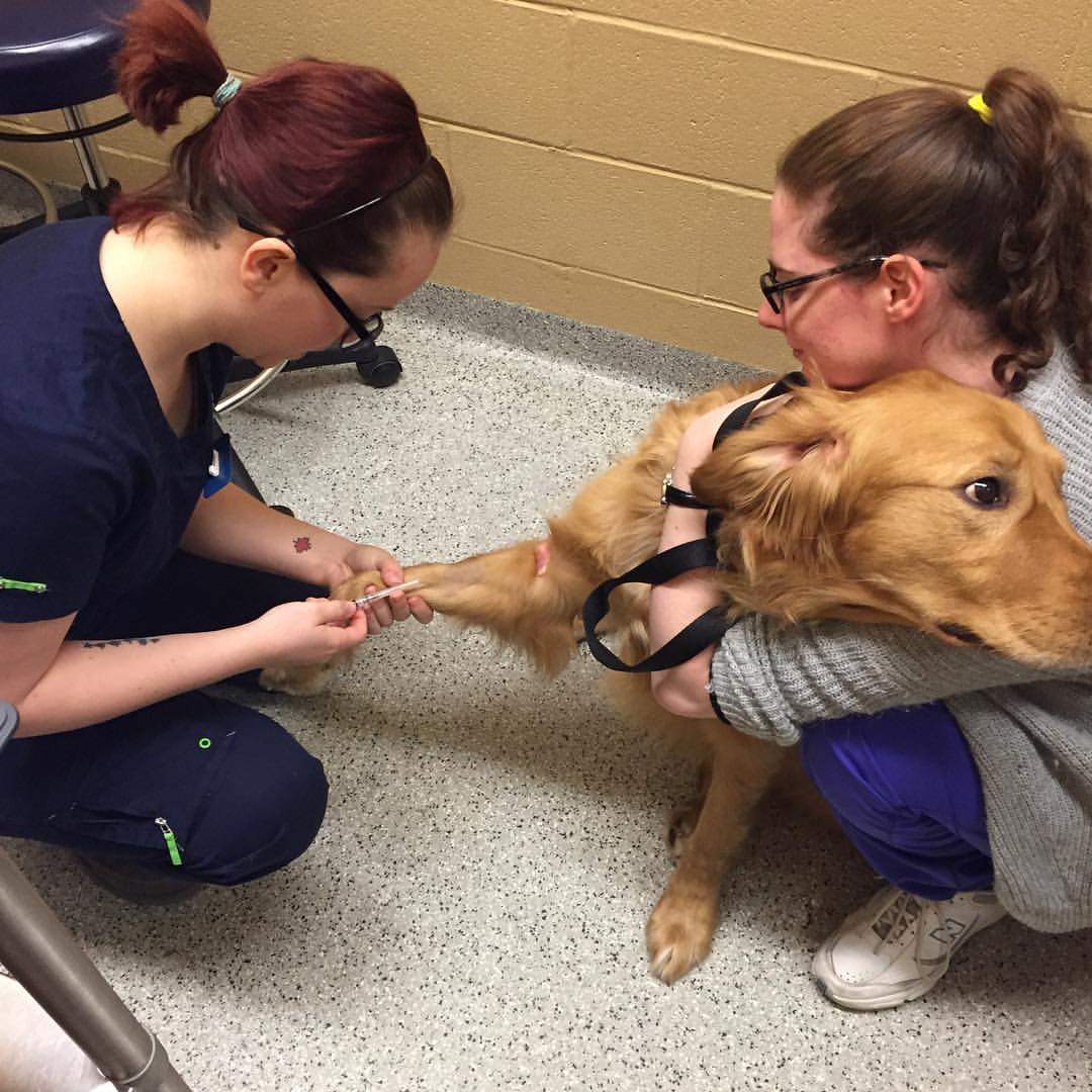 A dog being pre-screened before donating to the Canadian Animal Blood Bank.