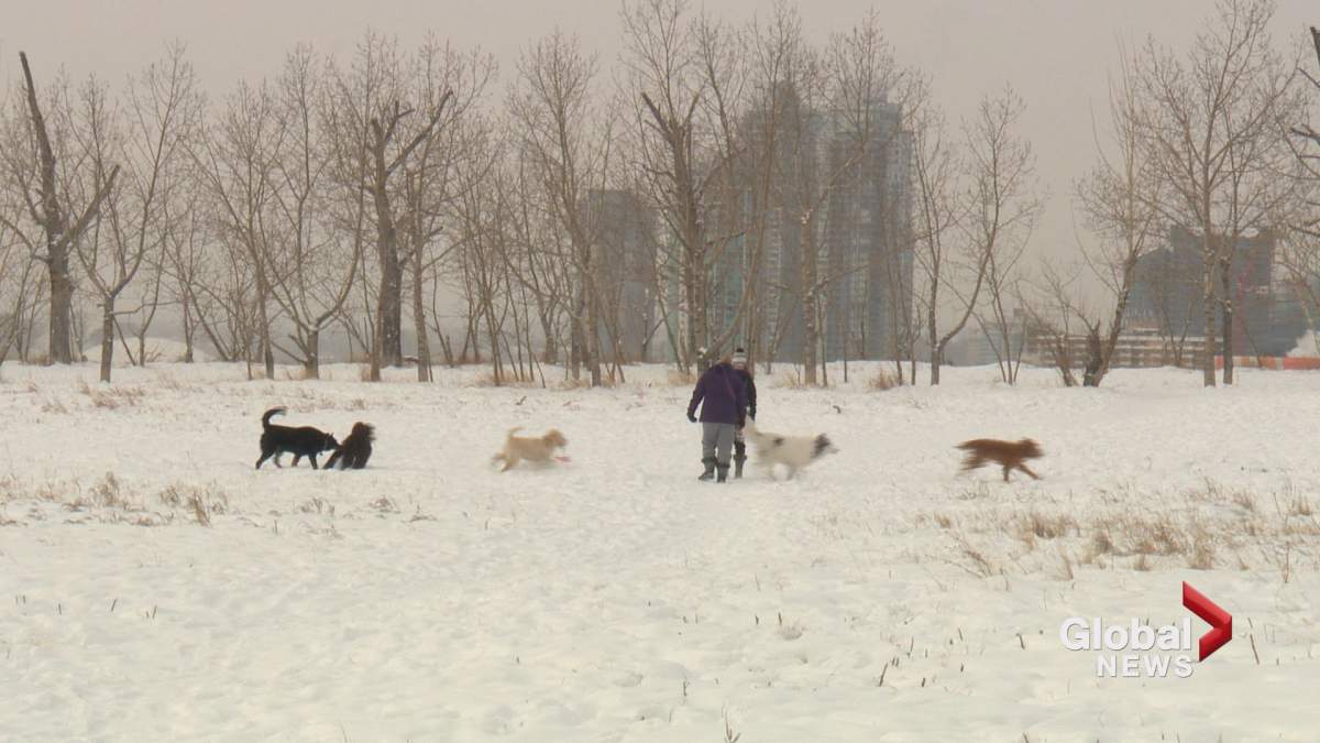 Dogs run in a dog park in Calgary on Friday, Dec. 29. 