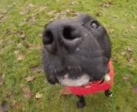 Frankie, a dog who went missing in Alberta and was found in B.C., and is heading home for the holidays.