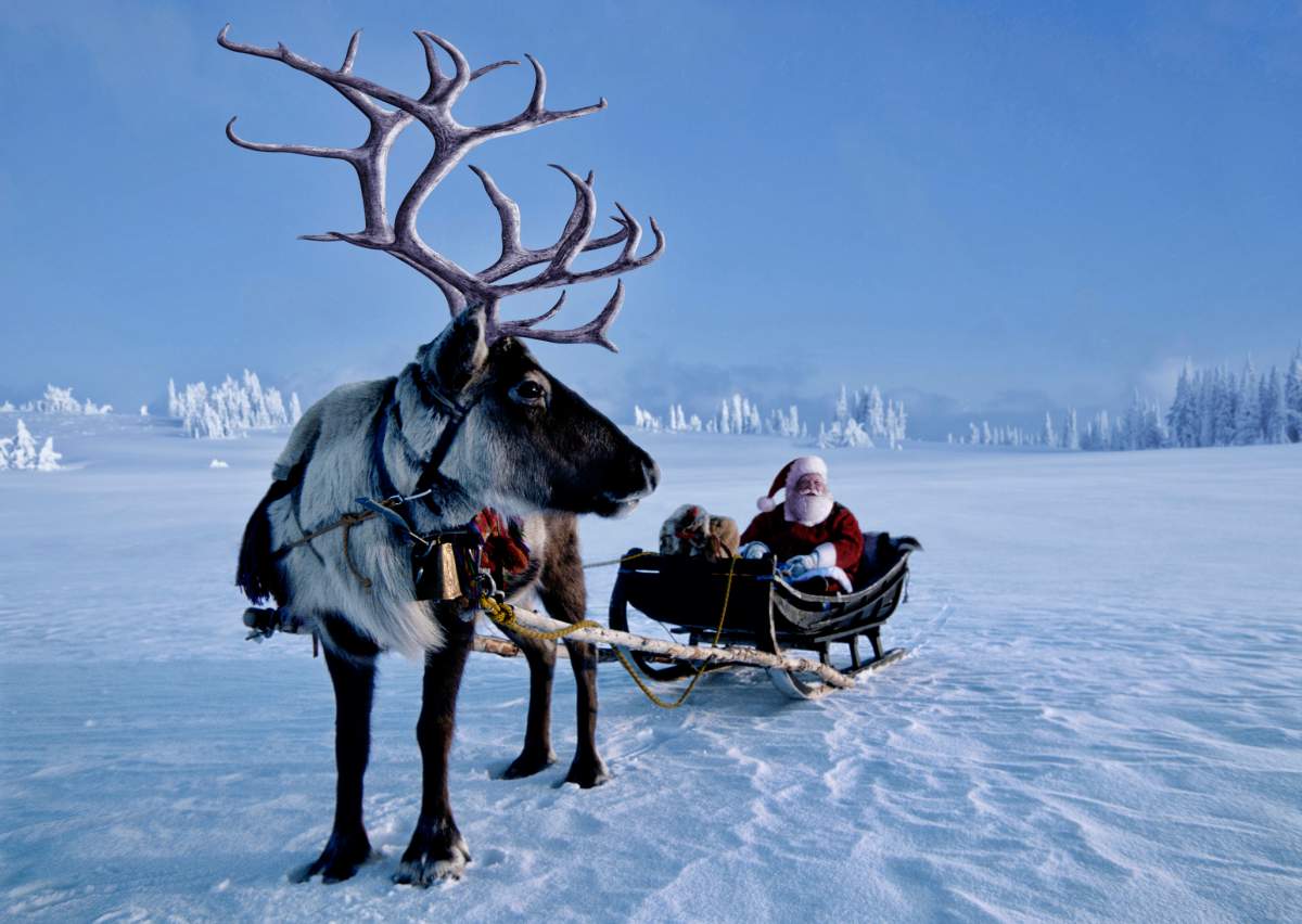 A Nova Scotia scientist says all of Santa's reindeer are all female.  