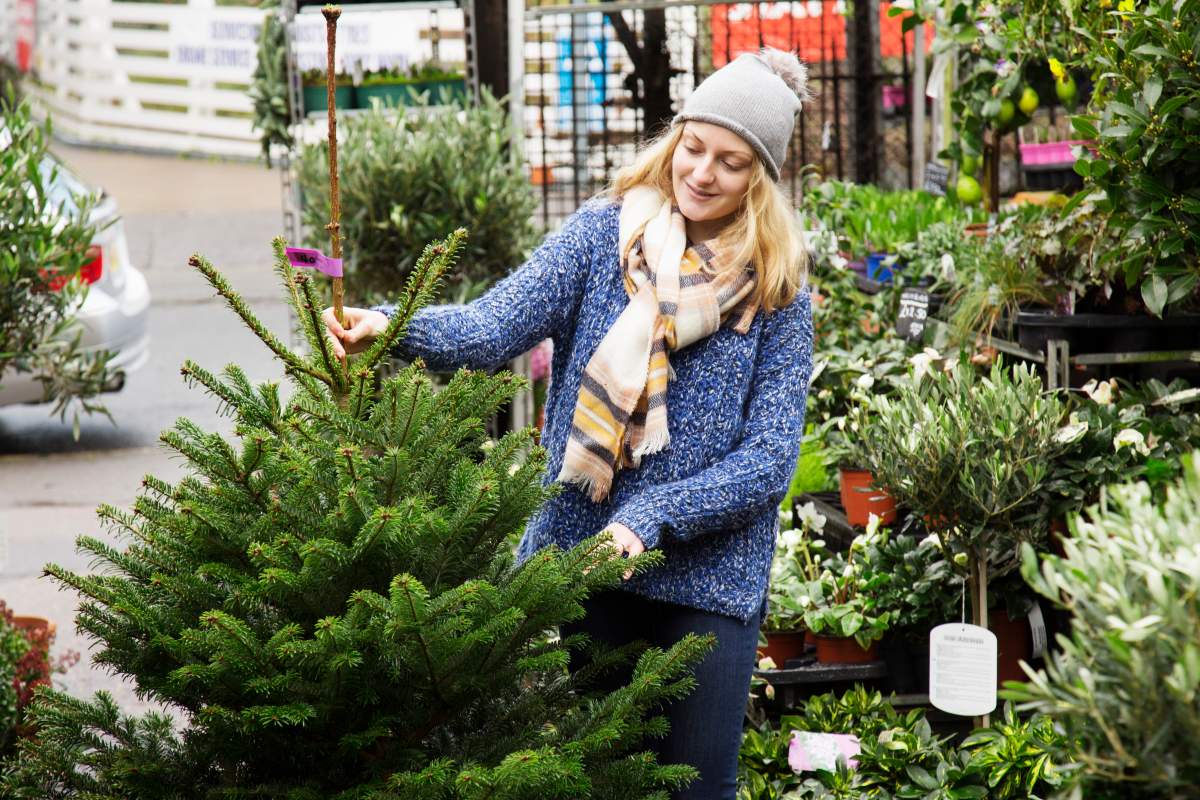 Edmonton will start real tree collection on Tuesday, Jan. 8, 2018.