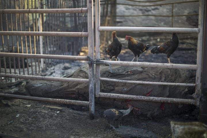 Chickens peck at one of 29 horses killed at Rancho Padilla.