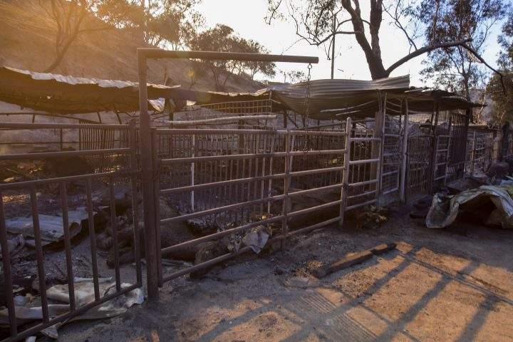 Dead horses lie in stalls at Rancho Padilla, where 29 horses and numerous other animals were killed in the Creek Fire on Dec. 6, 2017 near Sylmar, California.