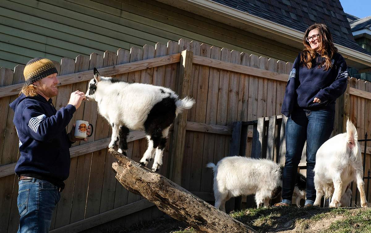 In this Friday, Dec. 8, 2017 photo,  Justin and Amanda Held tend to their three goats Loomis, Maisy, and Fiona in Grand Rapids, Ohio. 