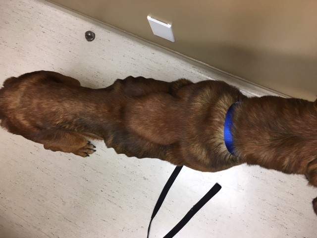 BC SPCA rescue starving mastiff in Hope - image