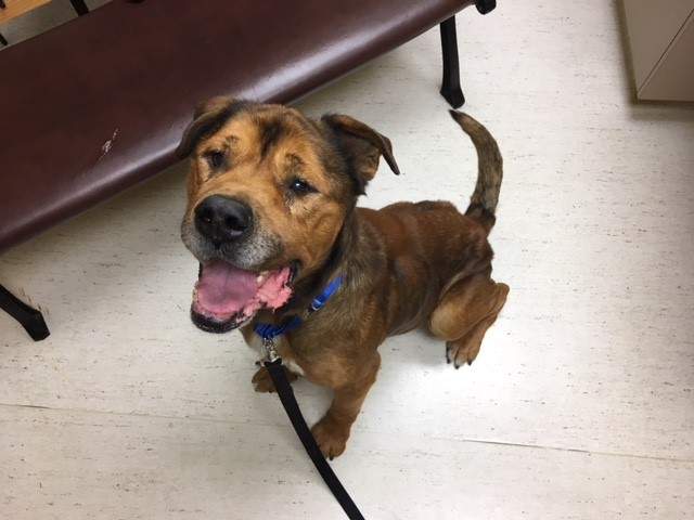 BC SPCA rescue starving mastiff in Hope - image