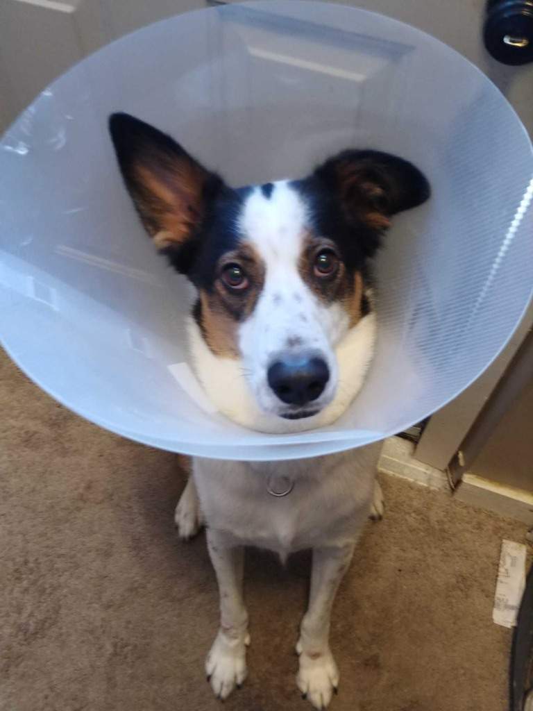 A Niverville woman says her dog was shot by a pellet gun and is warning others in the community to be on alert.