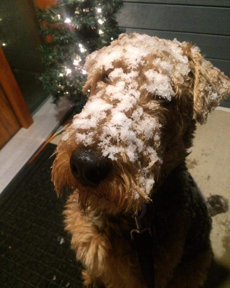 Stanley in Nanaimo. Credit: Nicole Wood MacDonald