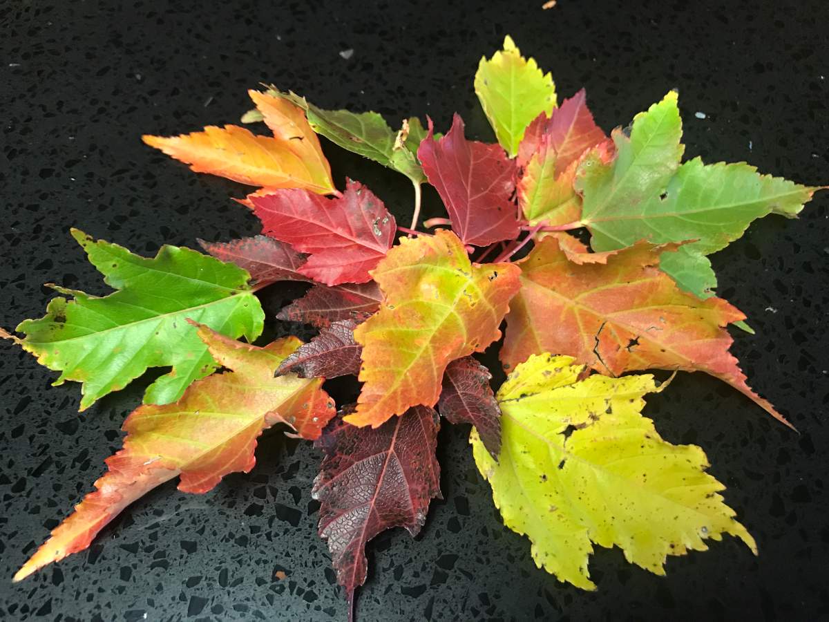 Regina experiences driest fall in a decade - image