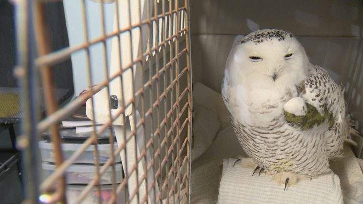 Tahoe is receiving daily pain medication, physiotherapy and food service at Salthaven West.