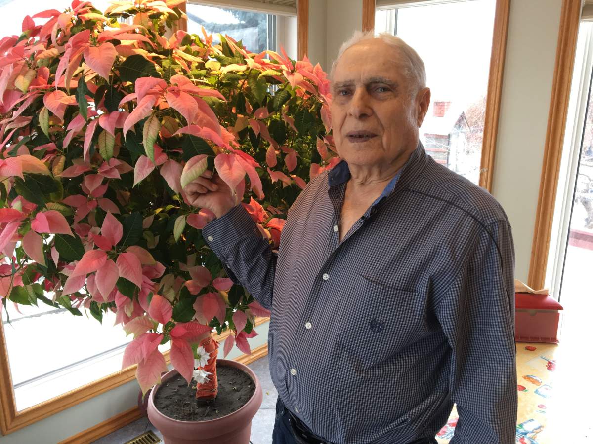 This poinsettia has been firmly rooted in Joe Mauro's family house since 1999, when his daughter bought it for him as a Christmas gift. 